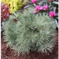 Zwergseidenkiefer Minima 25-30cm - Pinus strobus