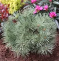 Zwergseidenkiefer Minima 25-30cm - Pinus strobus
