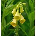 Großblütiger Fingerhut - Digitalis grandiflora