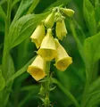 Großblütiger Fingerhut - Digitalis grandiflora - lebende Gartenpflanze aus den Baumschulen