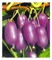 BALDUR Garten Kiwi Ken's Red® (inkl. Befruchter) 2 Pflanzen Actinidia arguta Kiwipflanze winterhart, mehrjährig, Actinidia arguta, reiche Ernte an essbaren Früchten, Obst-Rarität