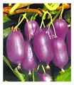 Kiwi Ken's Red inkl. Befruchter 2 Pflanzen Actinidia arguta Kiwipflanze