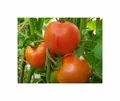 10x Tomaten Fandango F1 Fleischtomate Gemüse Pflanzen - Samen F-S356