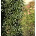 Säuleneibe 90-100cm - Taxus baccata Fastigiata Robusta