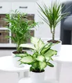 BALDUR Garten 3er Mix Luftreinigende Zimmerpflanzen 'Classic', Pflanzen im 12 cm-Topf, je 1x Bergpalme, Dieffenbachie, Dracena, luftreinigende Grünpflanzen, pflegeleicht, mehrjährig-frostfrei halten