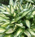 Funkie Cherry Berry - Hosta Hybrid
