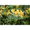 Lonicera Heckrottii Geißblatt Duftend 40–60 cm