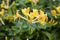 Pflanzen für Dich Kletterpflanze Lonicera heckrottii, 1 St., Heckrott-Geißblatt, Geißschlinge, zweifarbig, duftend