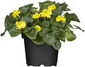 Ranunculus ficaria 9x9 cm Topf – Winterhart, Mehrjährig, Pflegeleicht – Scharbockskraut – Bodendecker für Schatten & Unterpflanzung