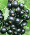 BALDUR Garten Obstpflanze Johannisbeere 'Schwarze Titania', 1 St., Widerstandsfähig, winterhart, mehrjährig, pflegeleicht