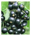 Johannisbeeren 'Schwarze Titania', 1 Strauch, Ribes nigrum
