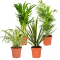Bloomique - 4er-Mix - Luftreinigende Pflanzen - Dracaena - Dypsis - Chamaedorea