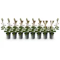 GreenboutiQ - Heckenpflanzen - Photnia fraseri Red Robin - Blatt rot grün - 8 Pflanzen - 1 laufender Meter - immergrün - Topf 9cm Höhe 30-35cm