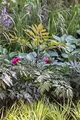 Cimicifuga ramosa 'Pink Spike' 11 cm Topf – Winterhart, Mehrjährig, Pflegeleicht – Silberkerze – Staude für Schattenbeet & Naturgarten