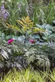 Pflanzen für Dich Staude Cimicifuga ramosa Pink Spike, 1 St., Silberkerze, Traubensilberkerze