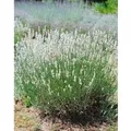 Lavandula Angustifolia Nana Alba Echter Lavendel Ca. 9x9 cm Topf