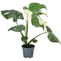 Dehner Fensterblatt Thai Constellation, Monstera deliciosa, Rarität, mit panaschierten Blättern, ca. 15 cm, Ø Topf 12 cm, Zimmerpflanze - Grün/Creme