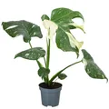 Dehner Zimmerpflanze Fensterblatt Monstera Thai Constellation, Monstera deliciosa, Rarität, mit außergewöhnlicher Blattzeichnung, luftreinigende Wirkung