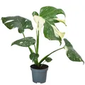 Fensterblatt Monstera deliciosa Thai Constellation Pflanzen-Rarität, Dehner