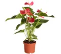 Dehner Zimmerpflanze Große Flamingoblume - Anthurie, rot-farbene Blüten, pflegeleichte Blühpflanze mit herzförmigen Blättern