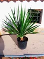 Dracaena Draco, Drago, kanarischer Drachenbaum - Eine rundum schöne Pflanze