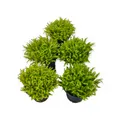 Pogostemon helferi - 5 Töpfe - Pflanzenpaket kleiner Stern Aquarienpflanze