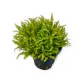 Pogostemon helferi Topf Vordergrundpflanze Aquarienpflanze Aquarium Dennerle 931