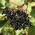 Schwarzer Holunder 125-150cm - Sambucus nigra