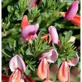 Hochstamm Edelginster Frisia 60-80cm - Cytisus scoparius