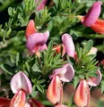 Hochstamm Edelginster Frisia 60-80cm - Cytisus scoparius