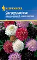 Kiepenkerl Gartenskabiosensamen Mammuth-Mischung 841 – Beliebte Freilandschnittblume - Inhalt für 30 Pflanzen - Blumensamen, Blumenwiese, Saatgut