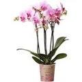Kolibri Orchids Rosa Phalaenopsis Orchidee Mineral Rotterdam Topfgröße 9cm