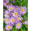 Aster Dumosus Mittelmeer Kissenaster Ca. 9x9 cm Topf