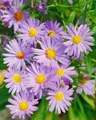 Aster dumosus 'Mittelmeer' 9x9 cm Topf – Winterhart, Mehrjährig, Pflegeleicht – Kissen-Aster – Staude für Beet & Rabatte