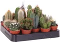 Mini Kakteen Set 10 Stueck Zimmerpflanzen Kaktus im Topf 10-15 cm