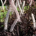Traubensilberkerze Pink Spike - Actaea simplex - lebende Gartenpflanze aus den Baumschulen