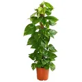 Dehner Zimmerpflanze Efeutute, Epipremnum aureum, an Moosstab gebunden, immergrüne Kletterpflanze mit Luftwurzeln und gefleckten Blättern grün 100 cm