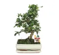 Exotenherz - Bonsai Fukientee - Carmona microphylla - ca. 10 Jahre