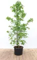 Liquidambar styraciflua 175-200 cm - Amerikanischer Amberbaum, leuchtend rote Herbstfärbung, ideal als Solitärbaum, pflegeleicht und winterhart