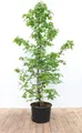 Liquidambar styraciflua, Amberbaum, 175–200 cm
