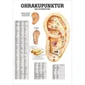 Ohrakupunktur Poster Anatomie 70x50 cm medizinische Lehrmittel, Nicht Laminiert