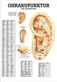 Ohrakupunktur Poster Anatomie 70x50 cm medizinische Lehrmittel
