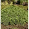 Zwerg Kiefer Mini Mops 20-25cm - Pinus mugo