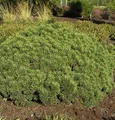 Zwerg Kiefer Mini Mops 20-25cm - Pinus mugo - lebende Gartenpflanze aus den Baumschulen