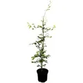 Fagus sylvatica 60-80 cm