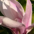 Magnolie soulangeana - Magnolia × soulangeana - 50-60 cm Topf - Beliebte Frühlingsmagnolie