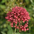Spornblume Coccineus - Centranthus ruber - lebende Gartenpflanze aus den Baumschulen