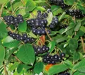Dehner Zierstrauch Apfelbeere Aronia Viking, Selbstbefruchter, ca. 40-60 cm, 3 l Topf, insektenfreundlich, frosthart