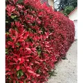 BALDUR Garten 1x immergrün Photinia-Hecke 'Red Robin', Pflanze im 9x9 cm-Topf, Glanzmispel winterhart, mehrjährig und schnellwachsend, Heckenpfla...