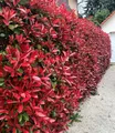 BALDUR Garten 1x immergrün Photinia-Hecke 'Red Robin', Pflanze im 9x9 cm-Topf, Glanzmispel winterhart, mehrjährig und schnellwachsend, Heckenpflanze, Photinia fraseri 'Red Robin', blühend